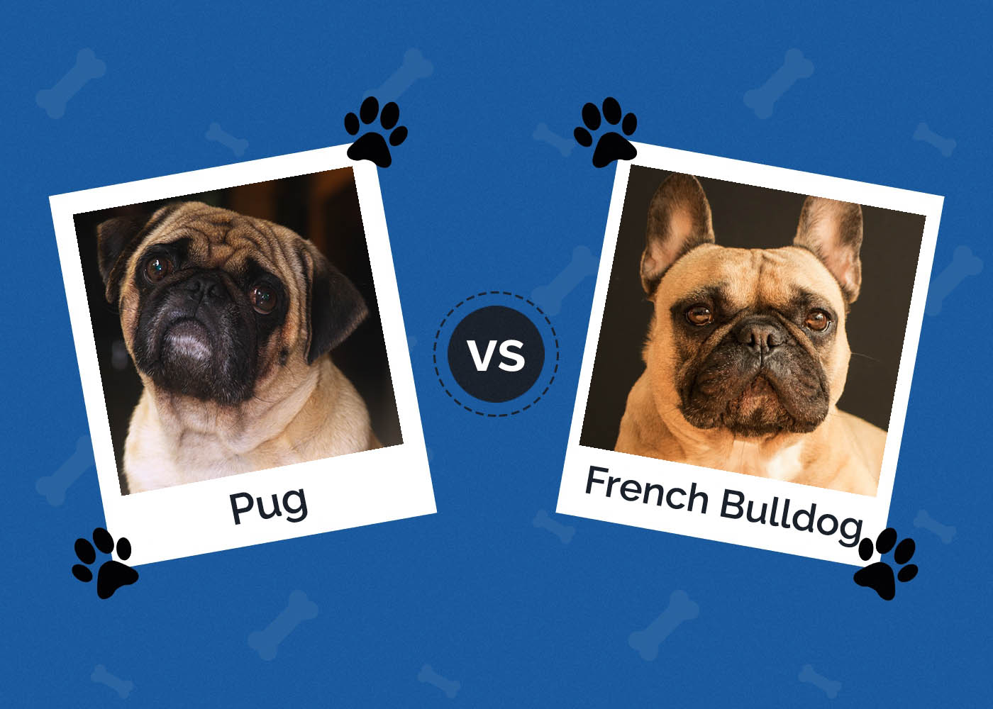 Pug vs French Bulldog: Which Breed is Right for You?