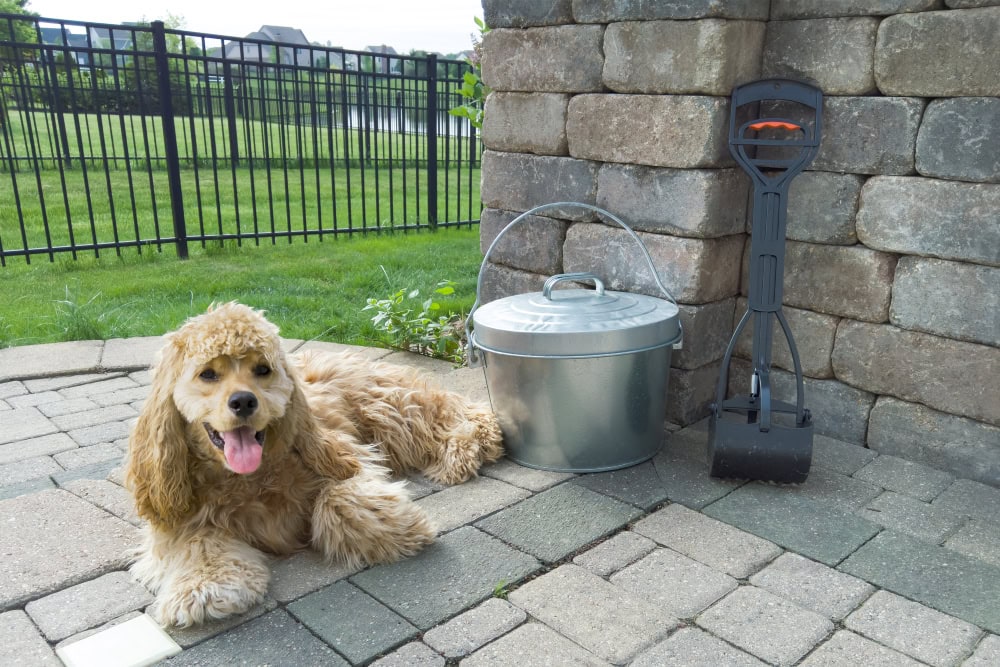 9 Best Dog Pooper Scoopers of 2026 - Reviews, Top Picks & Guide