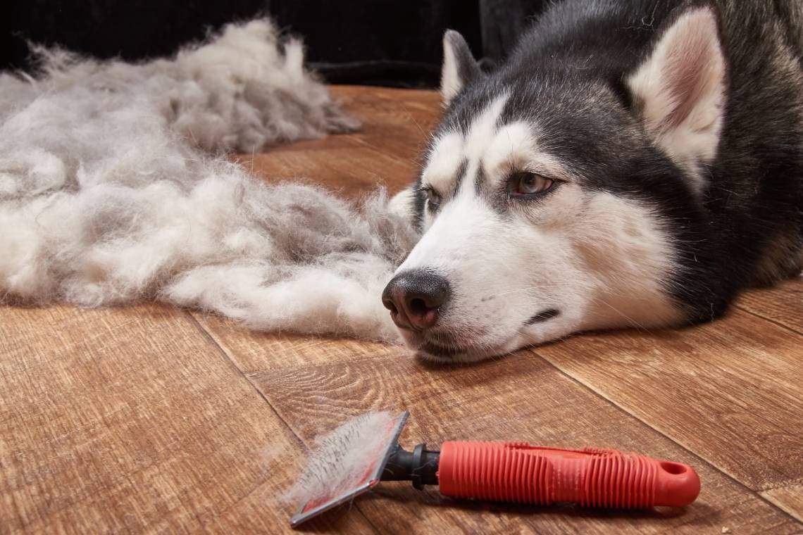 Slicker Dog Brush