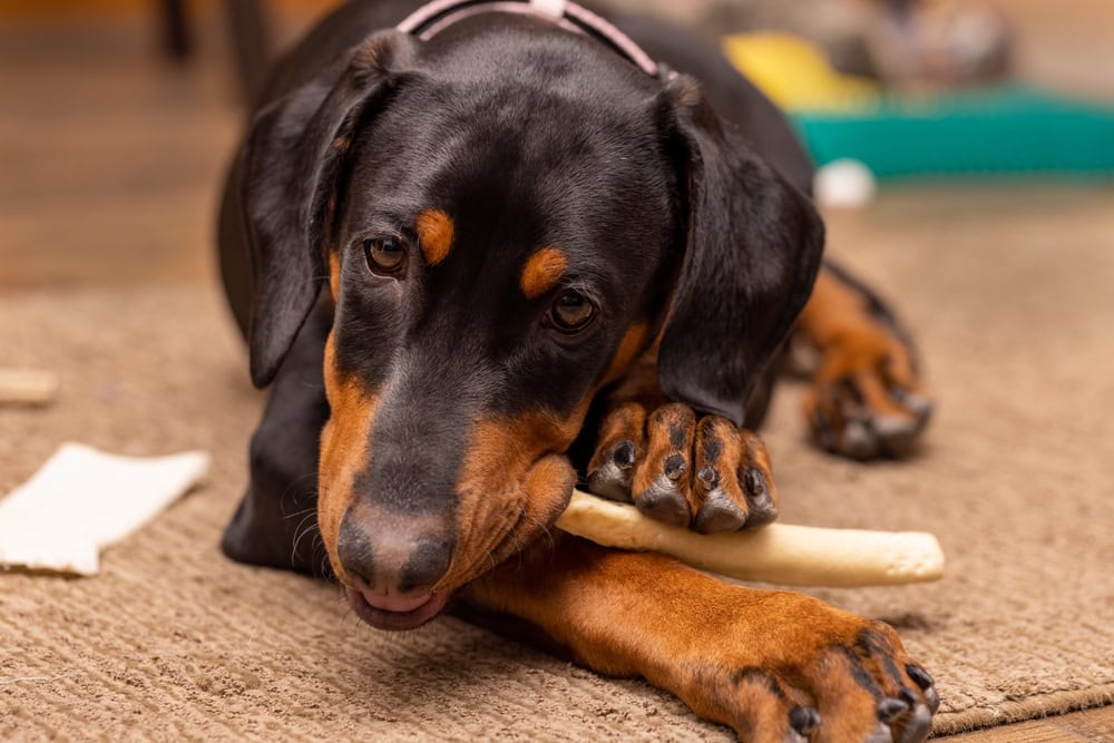 8 Best Rawhides for Puppies in 2026 - Reviews & Top Picks