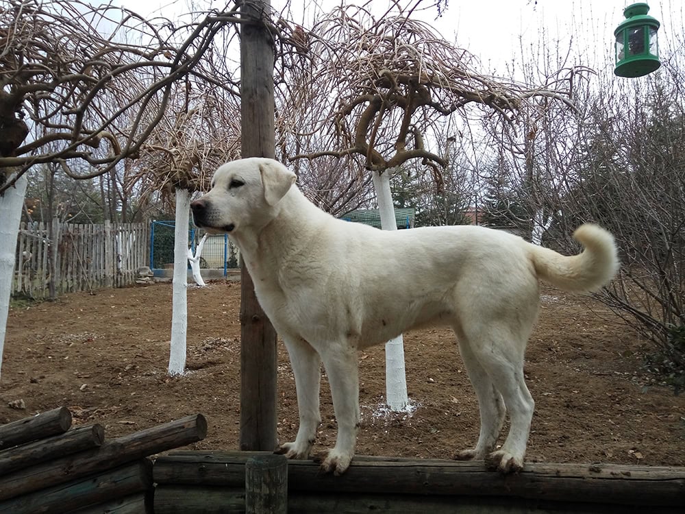 akbash dog outdoor