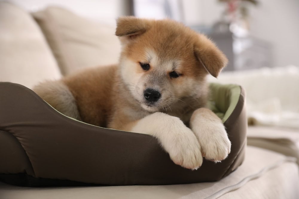 9 Best Puppy Beds of 2026 - Reviews & Top Picks
