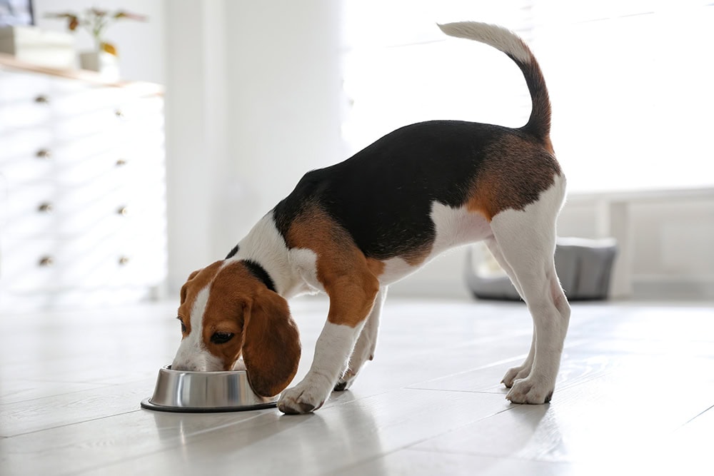 10 Best Wet Puppy Foods in 2026 - Reviews & Top Picks