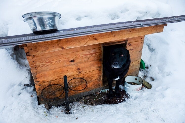How To Heat a Dog House: 10 Vet Approved Tips & Advice