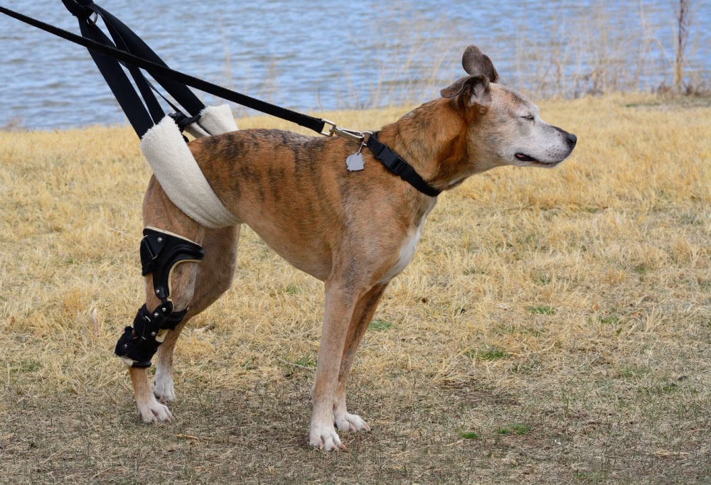 9 Best Dog Lift Harnesses of 2026 - Reviews & Top Picks