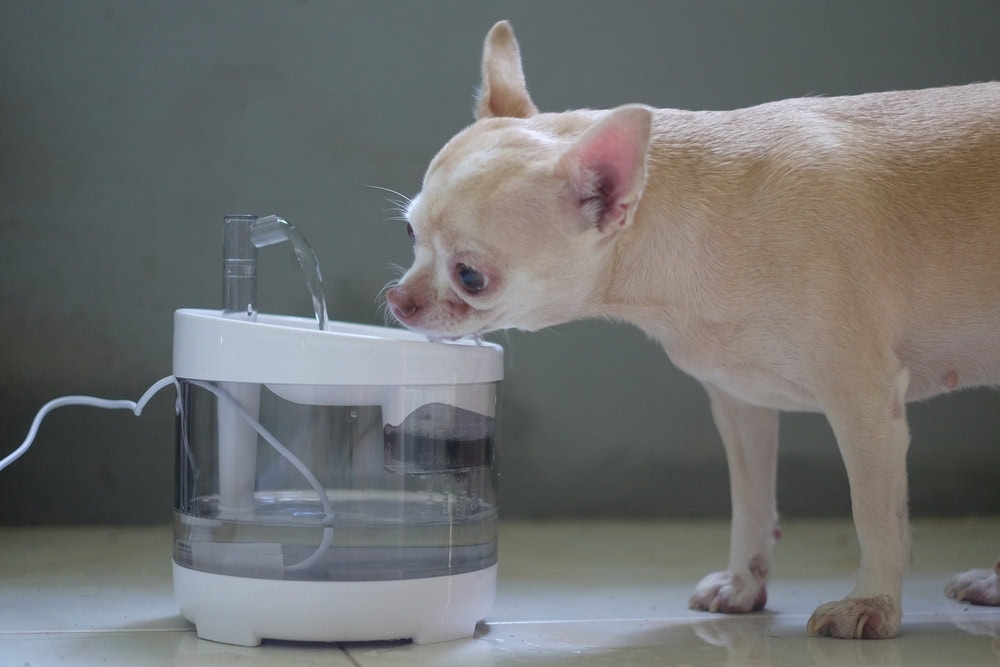 10 Best Dog Water Fountains of 2026 - Reviews & Top Picks