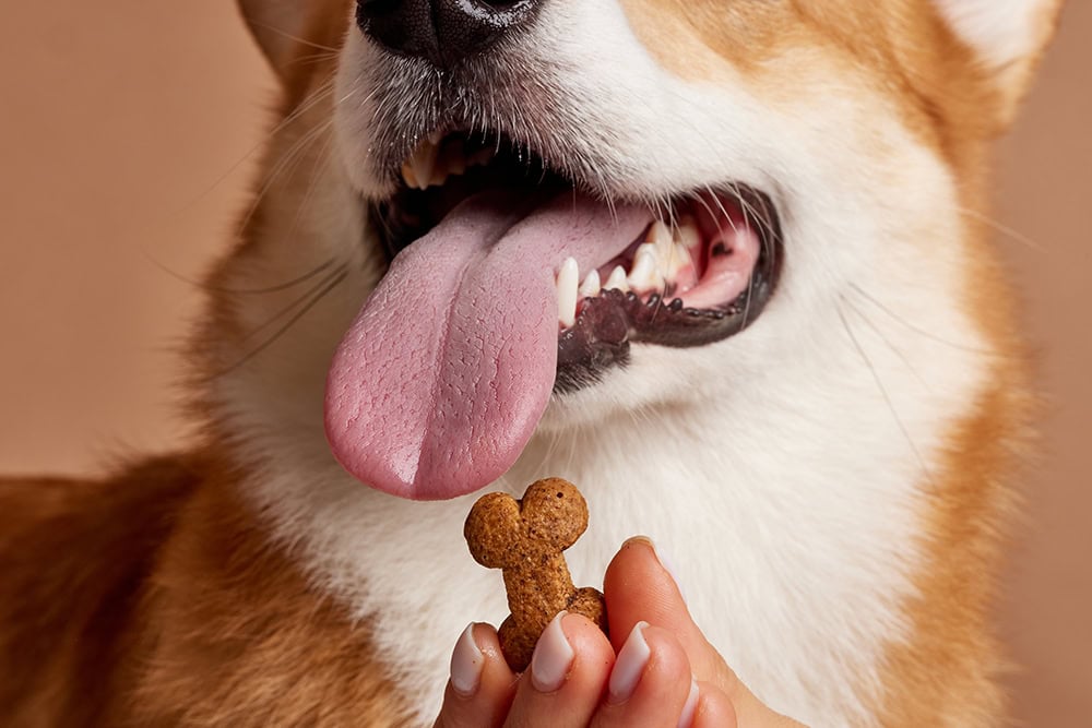 9 Best Dog Treats For Bad Breath in 2026 - Reviews & Top Picks