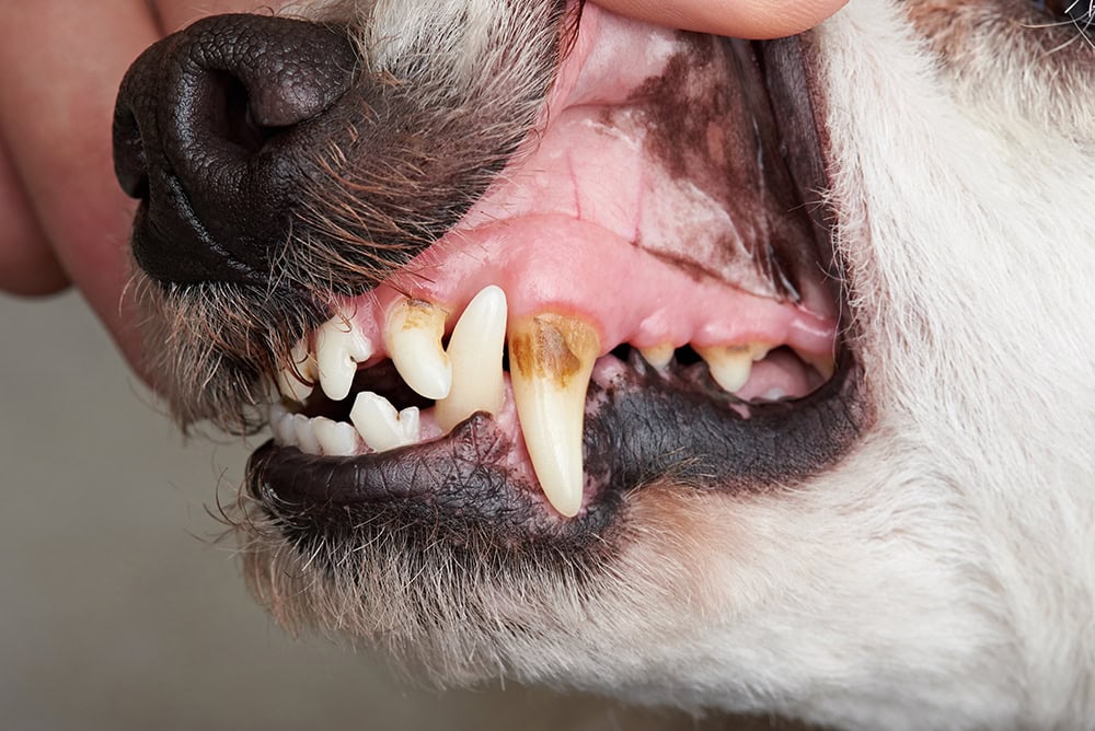 9 Best Dog Plaque Removers of 2026 - Reviews & Top Picks