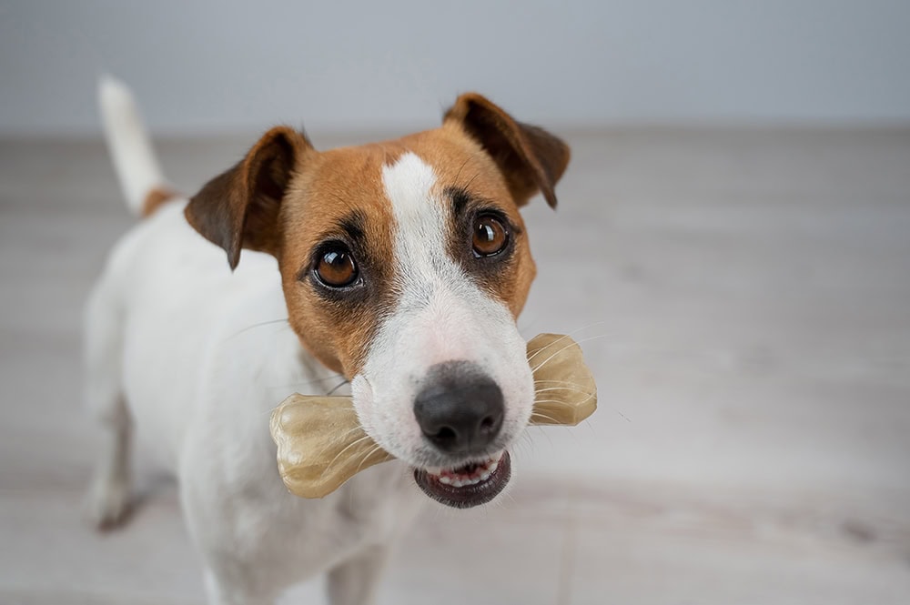 7 Best Dog Bones of 2026 - Reviews, Top Picks & Guide