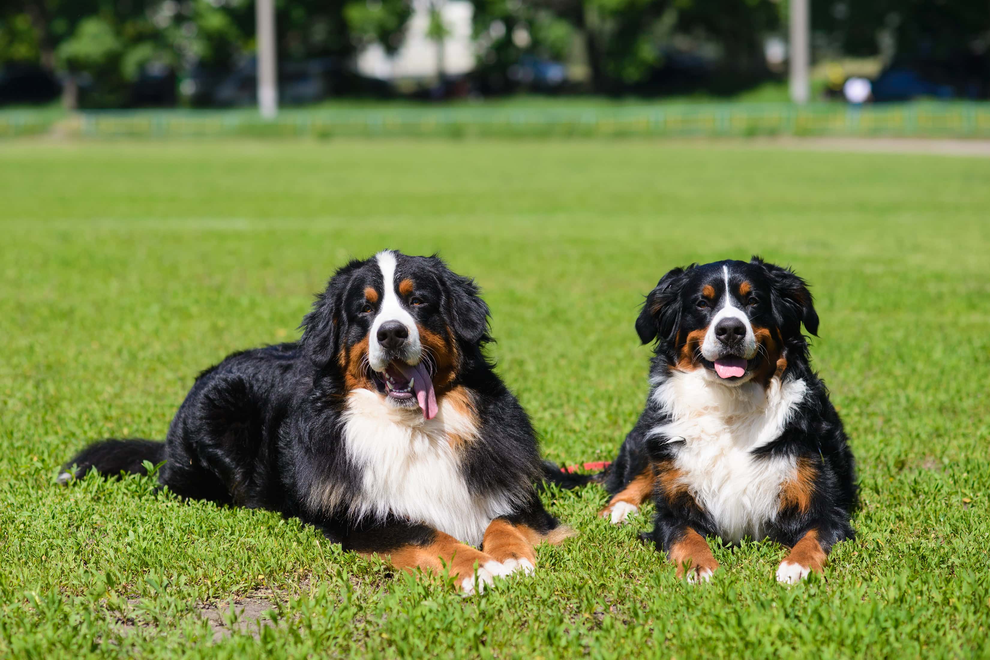 9 Types of Mountain Dog Breeds & Their Differences (With Info & Pictures)
