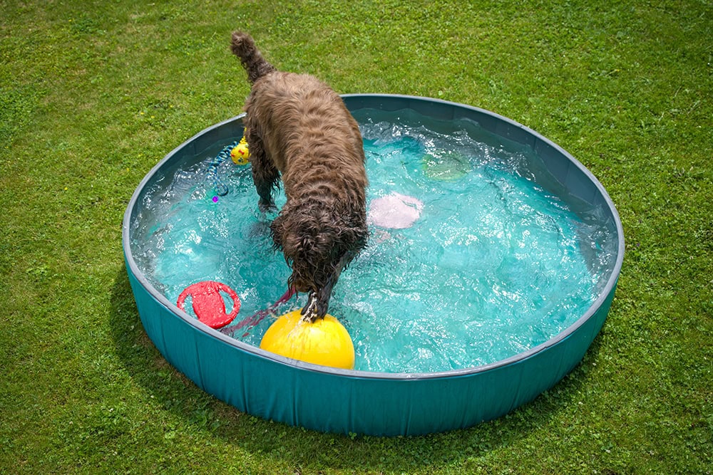 6 Best Dog Swimming Pools - 2026 Reviews & Top Picks