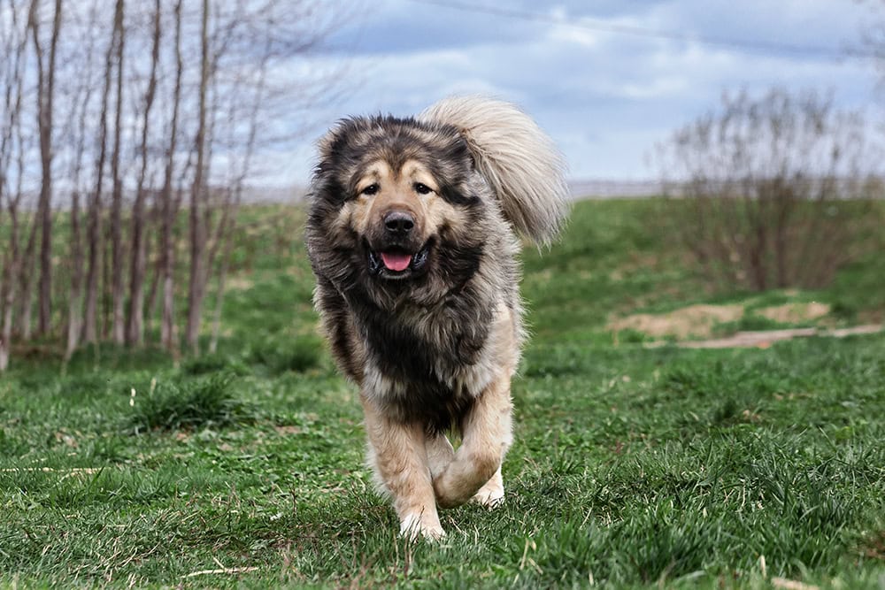 fluffy caucasian shepherd dog