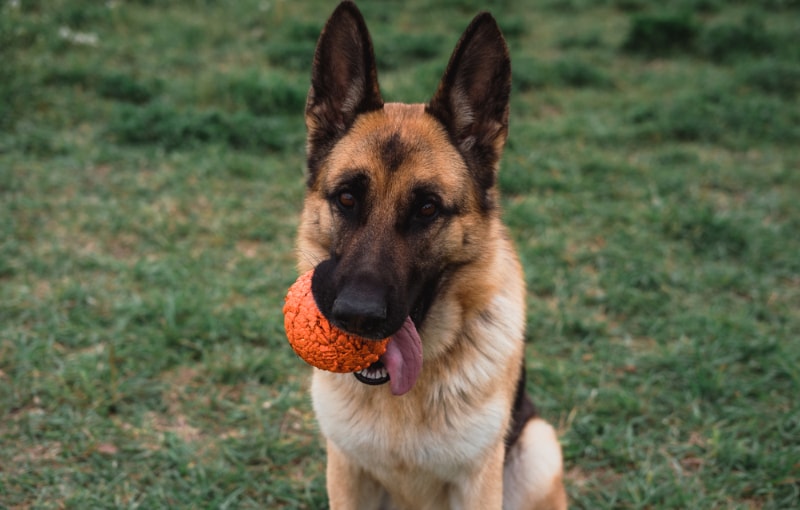 10 Best Dog Toys for German Shepherds in 2026 - Reviews & Top Picks