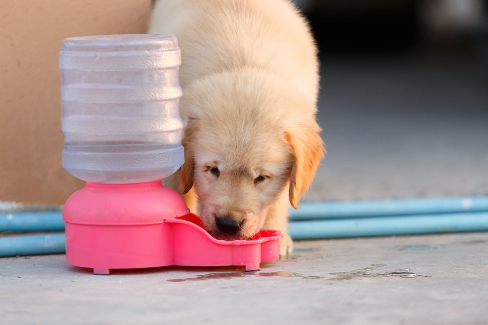 7 Best Automatic Dog Water Dispensers - 2026 Reviews & Top Picks