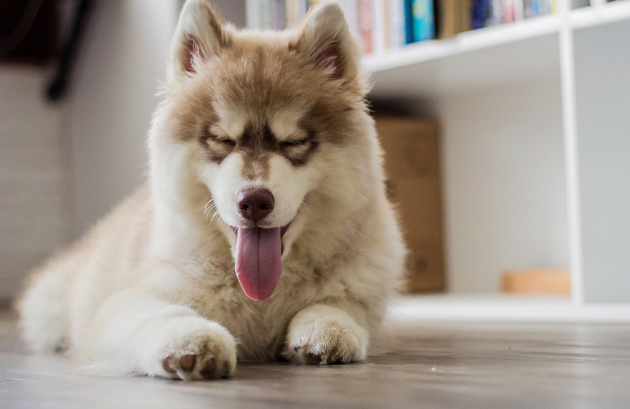 9 Dog Breeds With Long Tongues: Info, Pictures, Facts & More