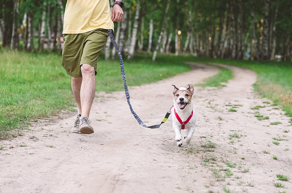 9 Best Hands-Free Dog Leashes in 2026 - Reviews & Top Picks