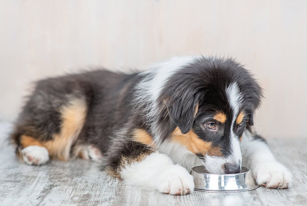 9 Best Dog Foods for Less Poop - 2026 Reviews & Guide