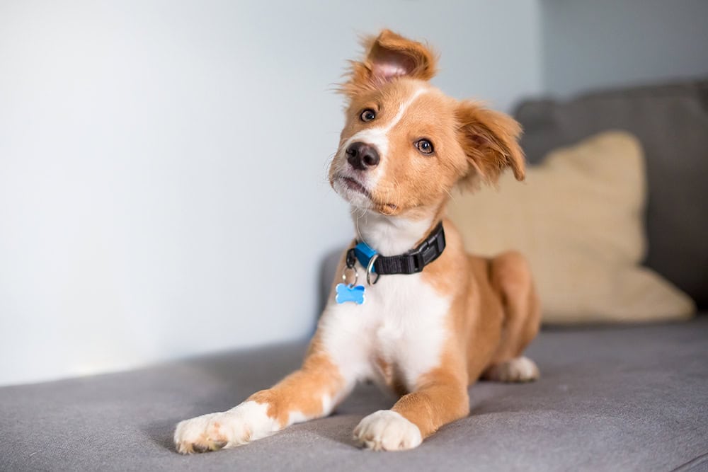 10 Best Collars for Puppies in 2026 - Reviews & Top Picks