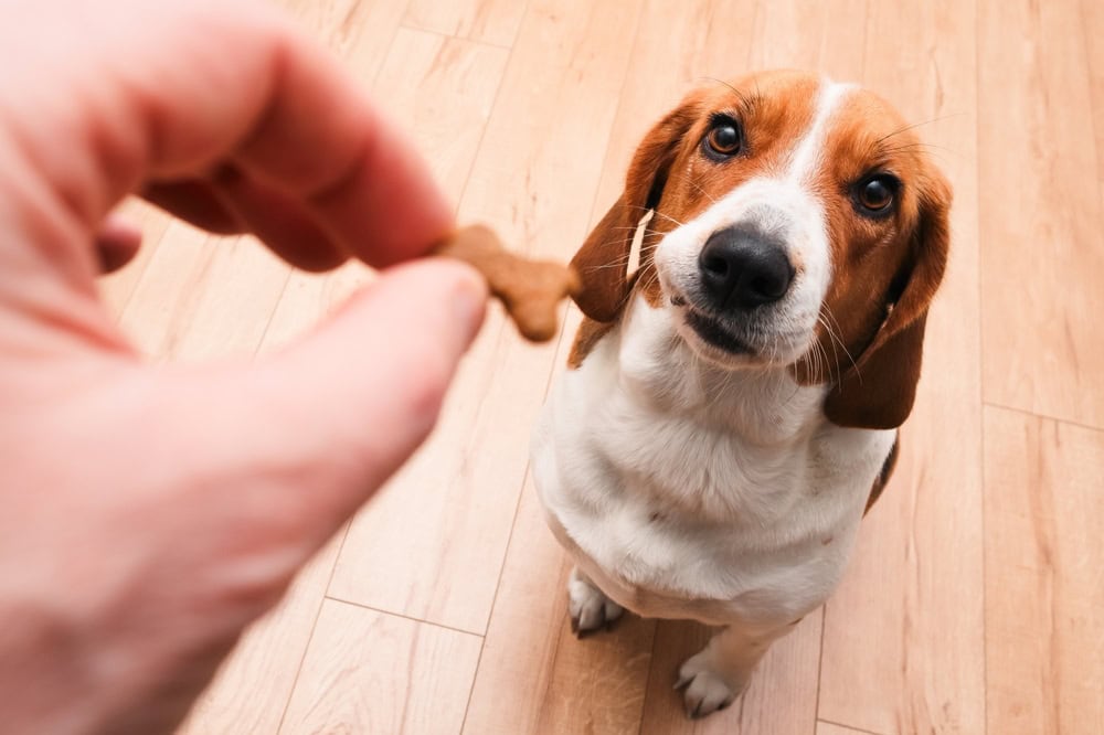 10 Best Puppy Training Treats of 2026 - Reviews & Top Picks