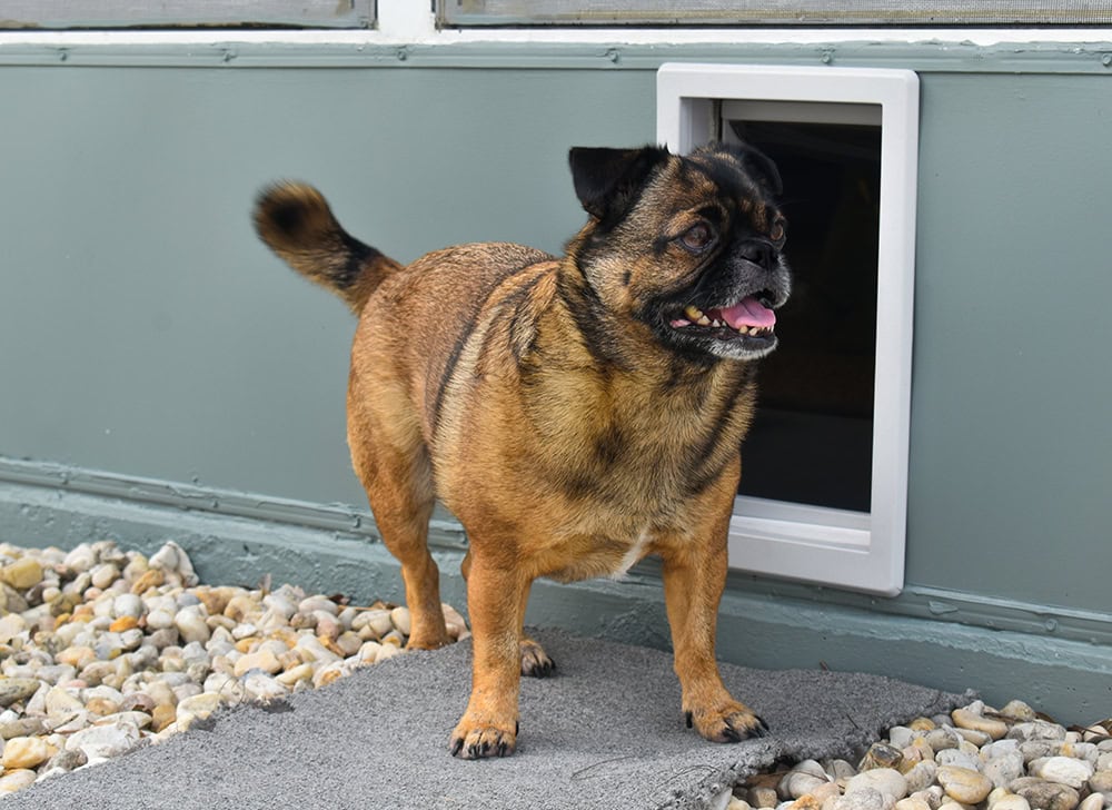 5 Best Insulated Dog Doors in 2026 - Reviews, Top Picks & Guide