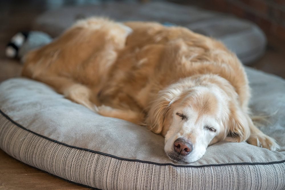 9 Best Washable Dog Beds - 2026 Reviews & Comparisons