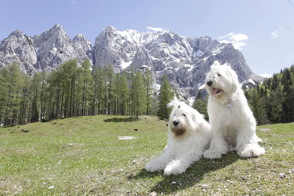 south russian ovcharka dogs