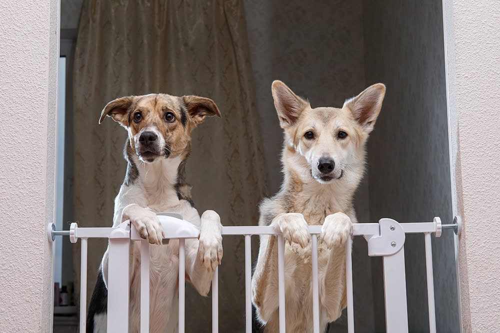 5 Best Dog Gates for Jumpers in 2026 - Reviews & Top Picks