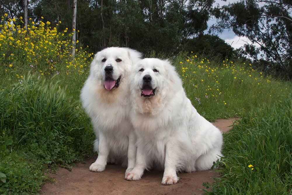 two Great Pyrenees dogs sitting on the ground