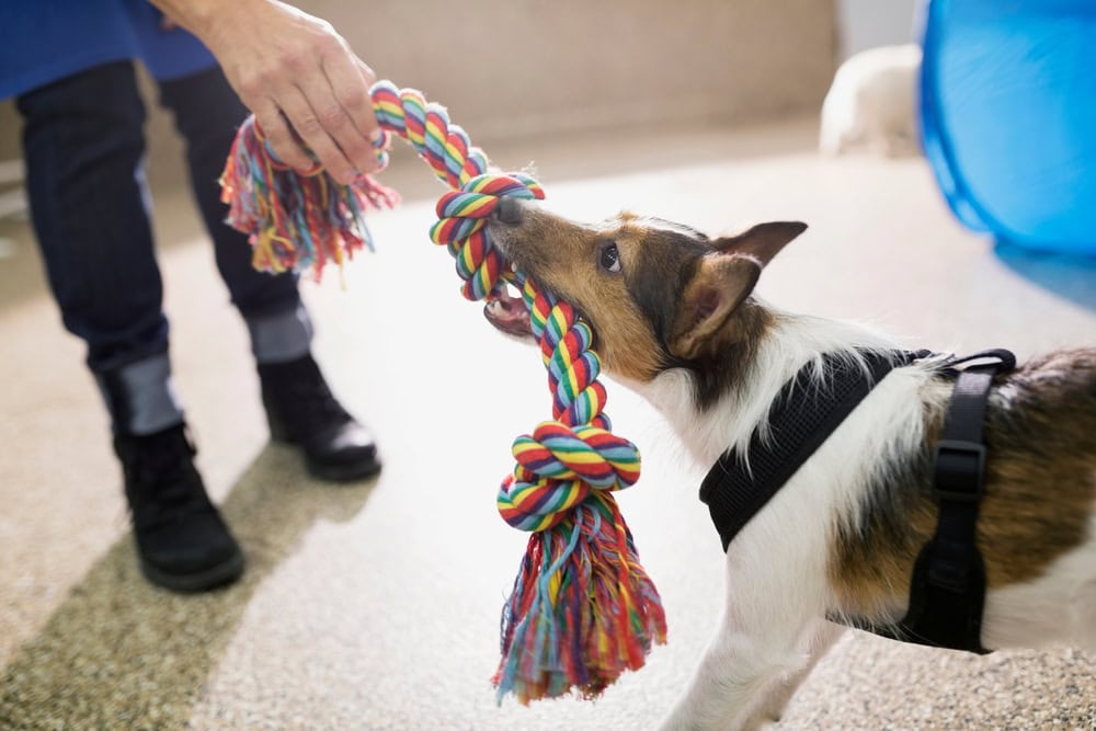 8 Best Dog Rope Toys of 2026 - Reviews & Top Picks