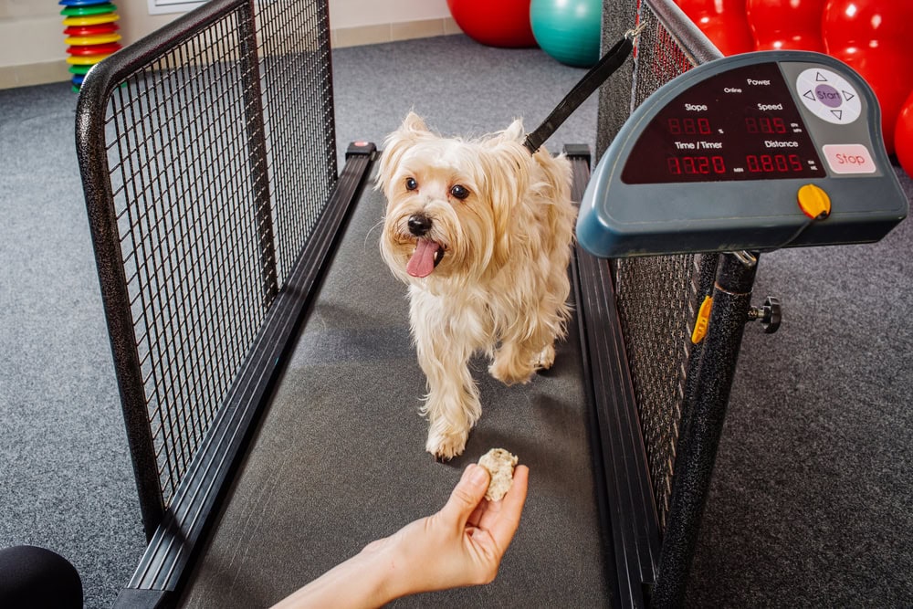 5 Best Dog Treadmills of 2026 - Reviews & Top Picks