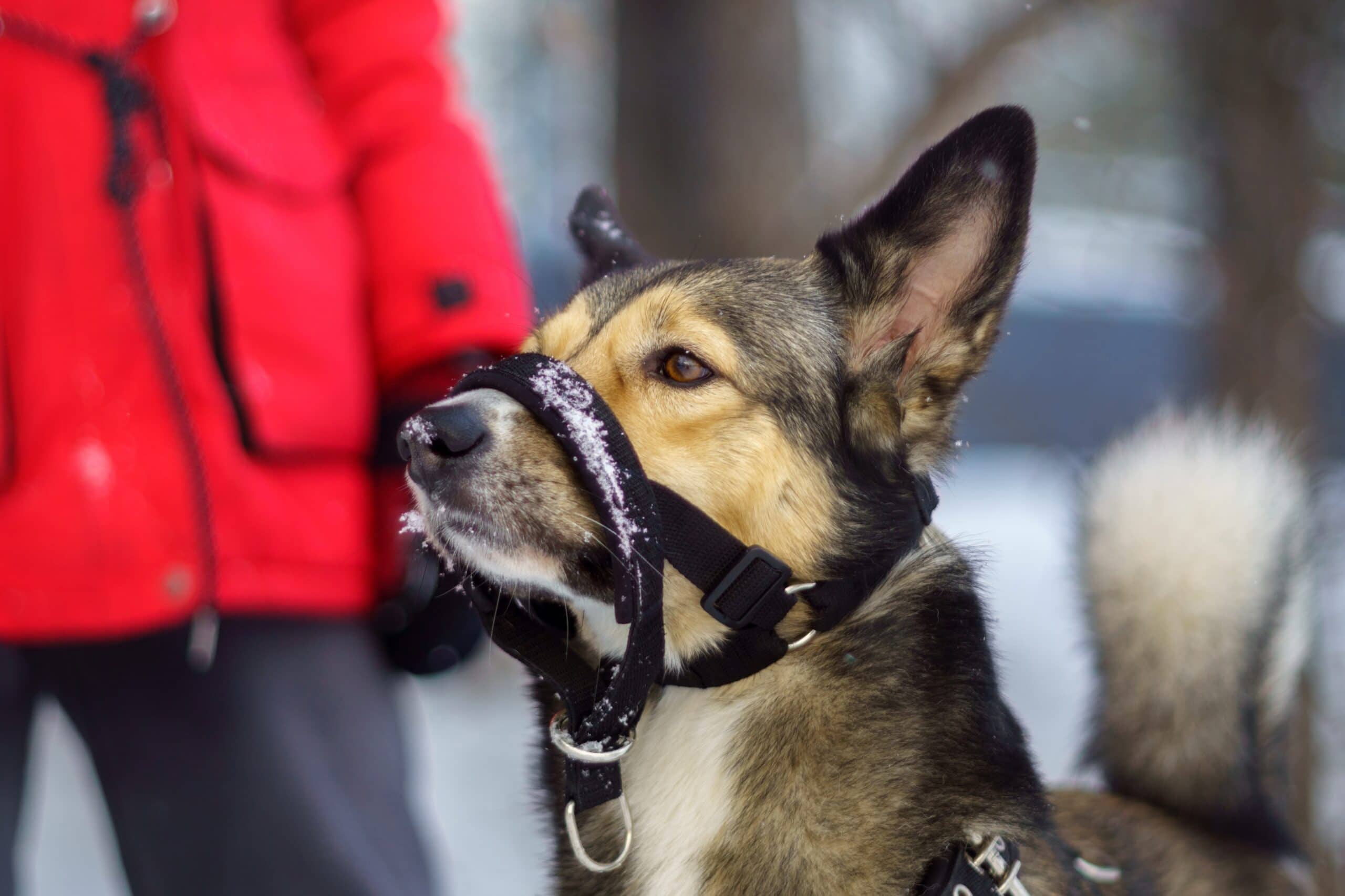 10 Best Dog Muzzles - 2026 Reviews & Top Picks