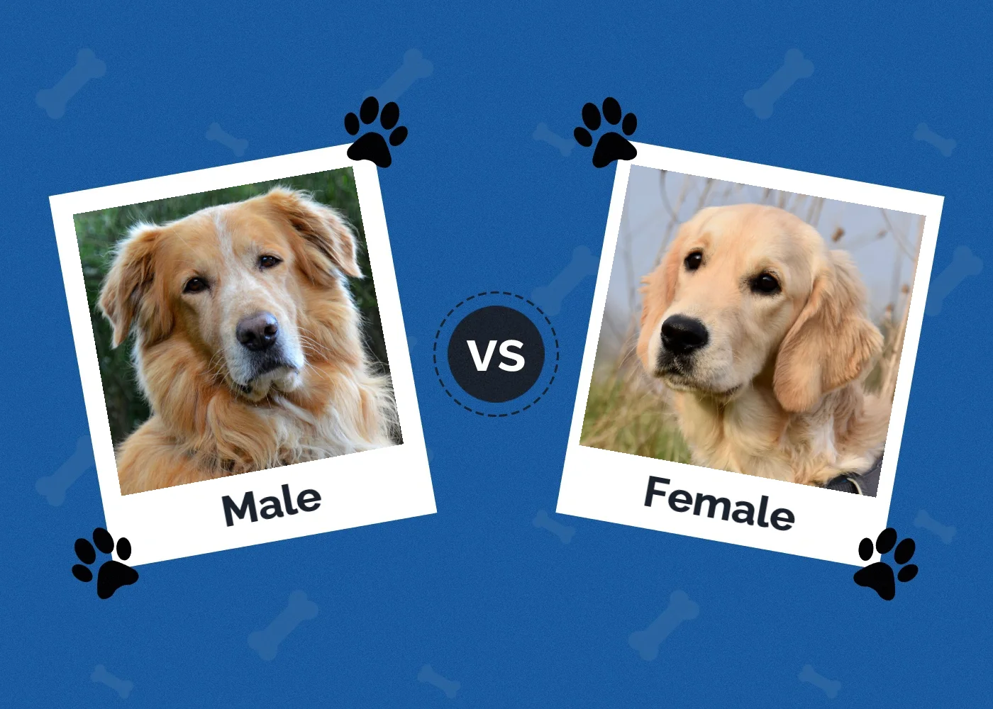 Male vs Female Dogs: Main Differences (With Pictures)