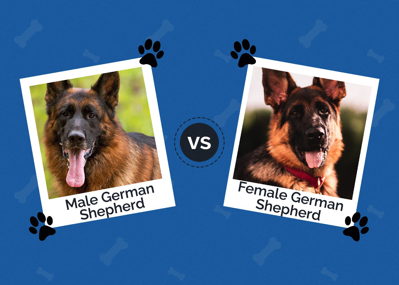 Male vs Female German Shepherds: What’s the Difference (With Pictures)