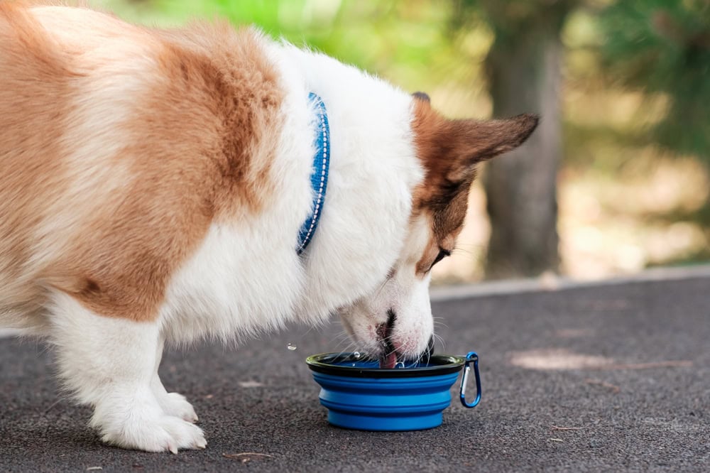 7 Best Collapsible Dog Bowls for Travel & Hiking in 2026 - Reviews & Top Picks