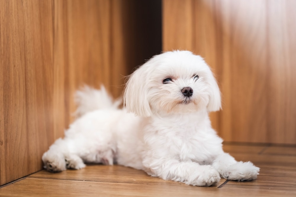 Can Maltese Be Left Alone? What You Need to Know! (Vet-Reviewed)