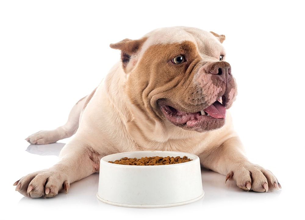 7 Best Dog Foods for The American Bully in 2026 - Reviews & Top Picks