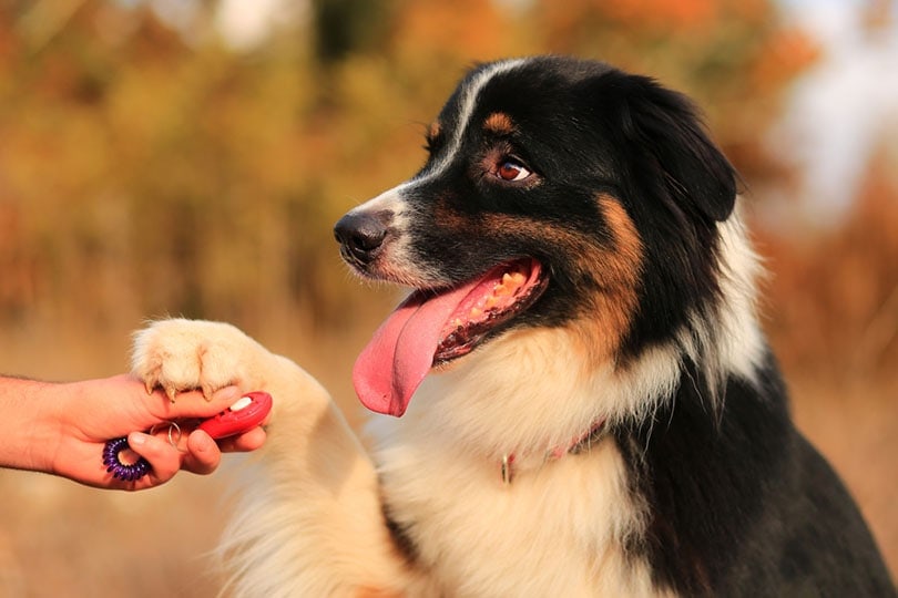 8 Best Dog Clickers for Training 2026 - Reviews & Top Picks
