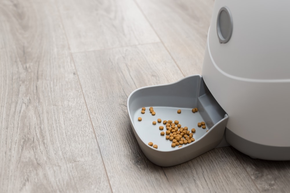 6 Best Automatic Dog Feeders of 2026 - Reviews & Top Picks