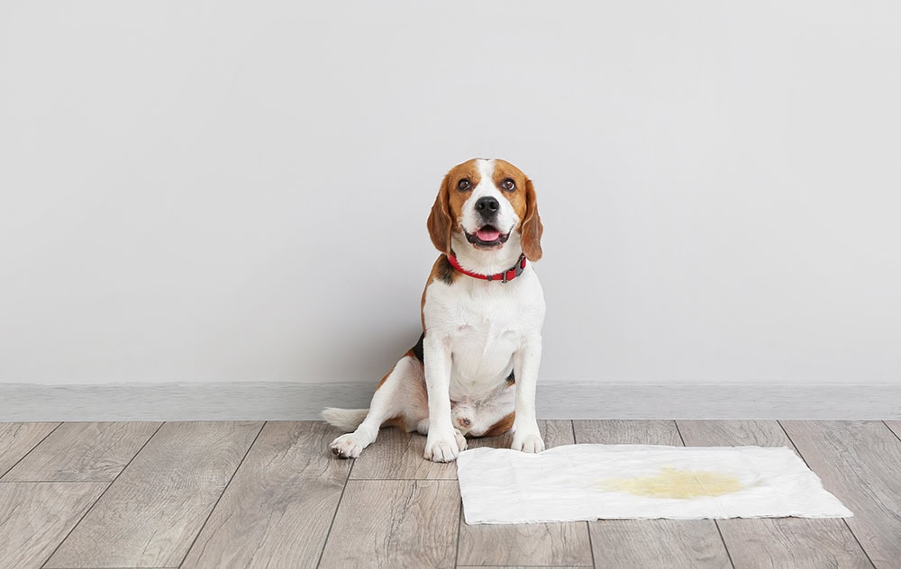 8 Best Pee Pads for Puppies in 2026 - Reviews & Top Picks