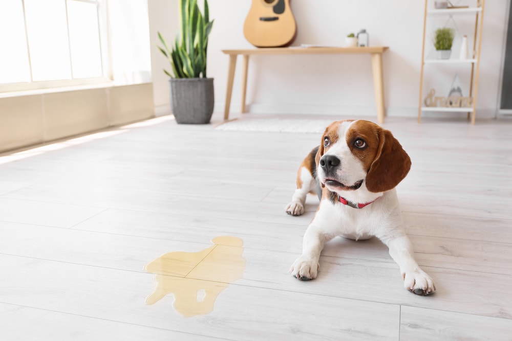 10 Best Enzyme Cleaners for Dog Urine in 2026 - Reviews & Top Picks