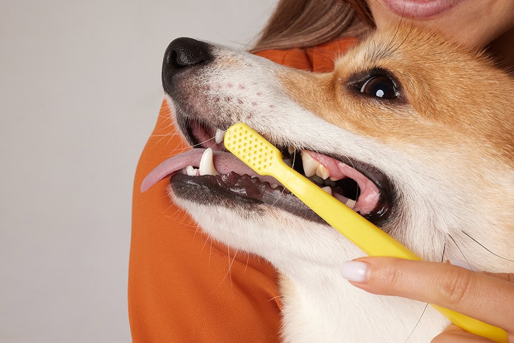 10 Best Dog Toothbrushes of 2026 - Reviews & Top Picks