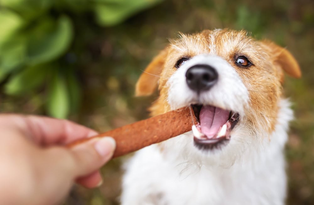 10 Best Bully Sticks for Dogs in 2026 - Reviews & Top Picks