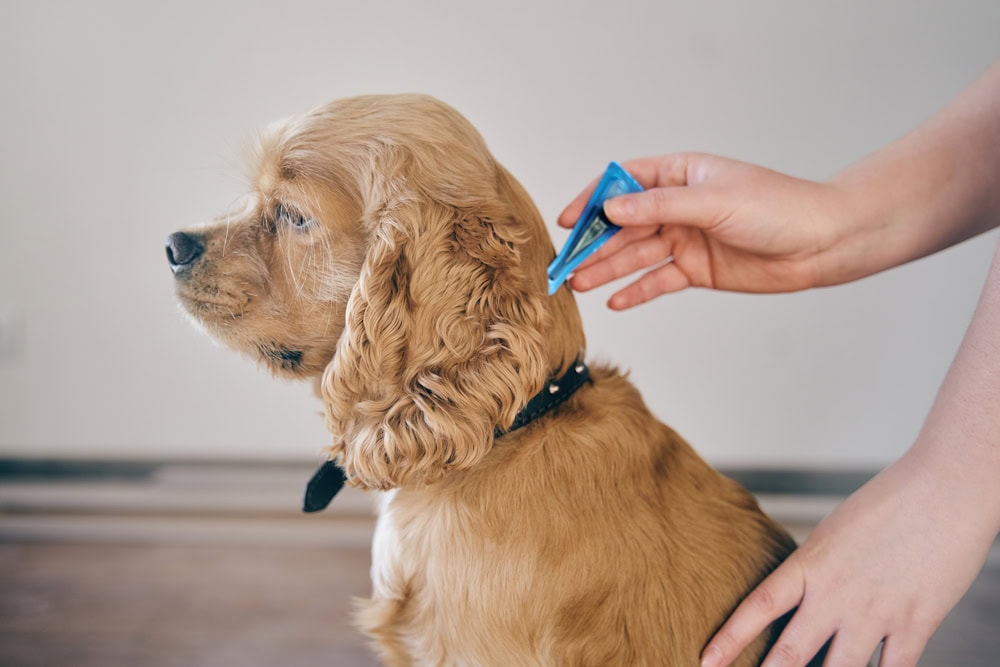 8 Best Dog Flea & Tick Prevention Products of 2026 - Reviews & Top Picks