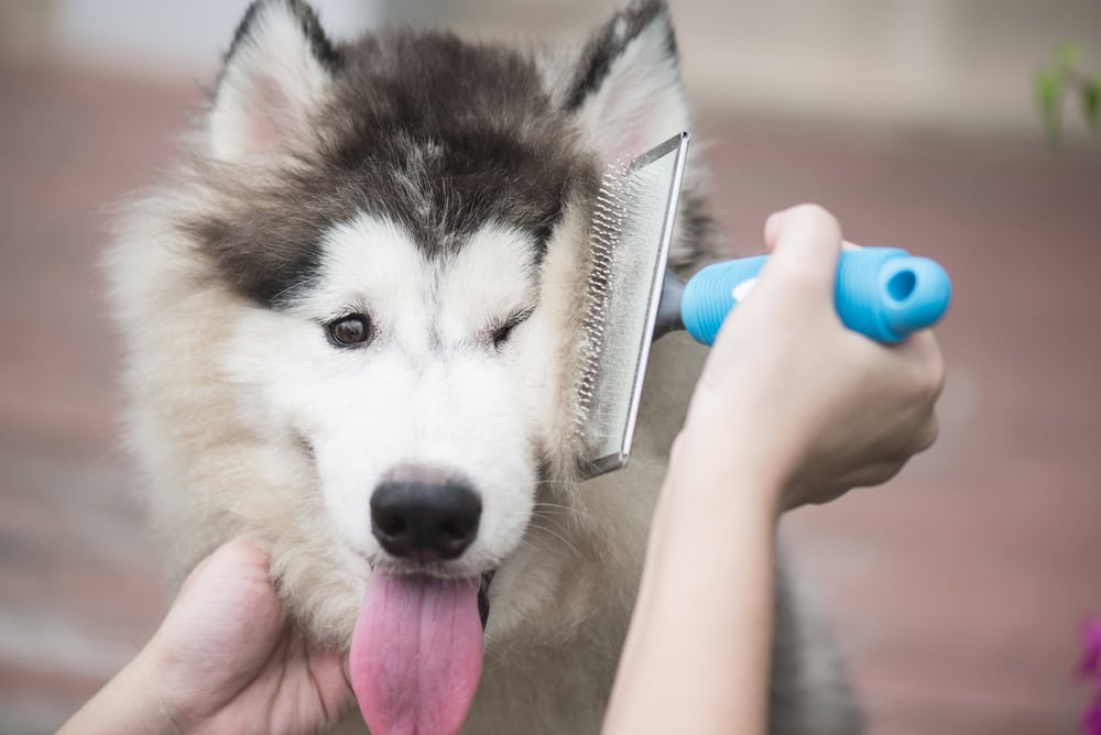 6 Best Dog Brushes for Undercoats - 2026 Reviews & Top Picks