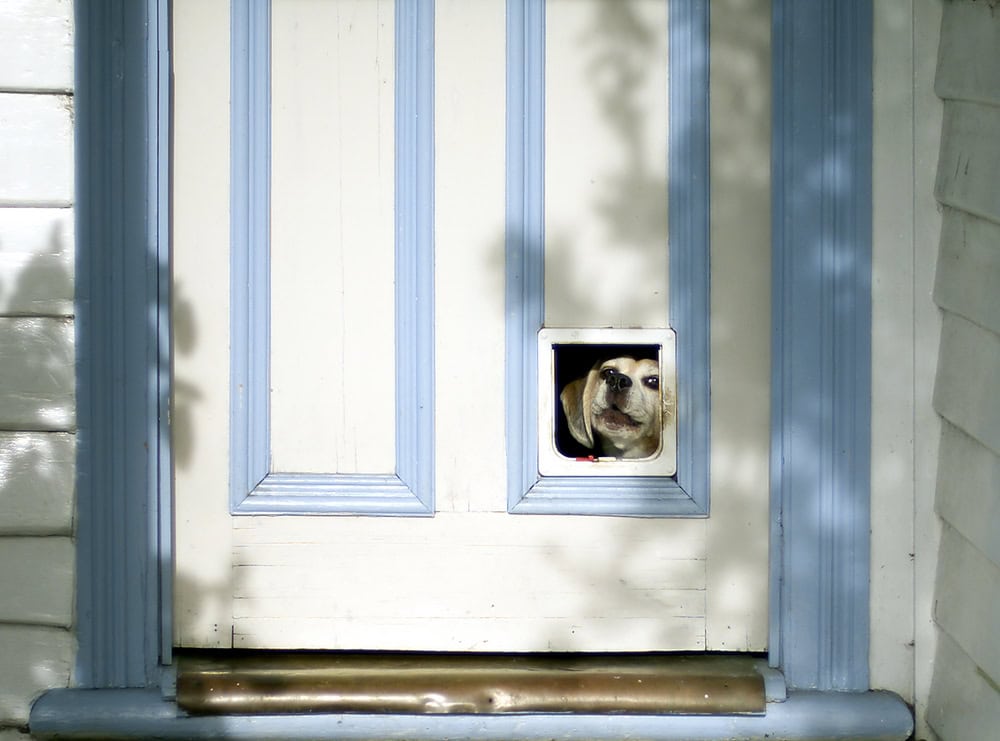 What’s the Best Materials for a Dog Door Flap? 7 Great Options