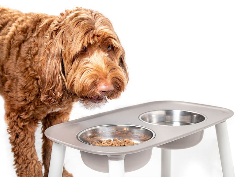 Labradoodle eating on elevated bowl
