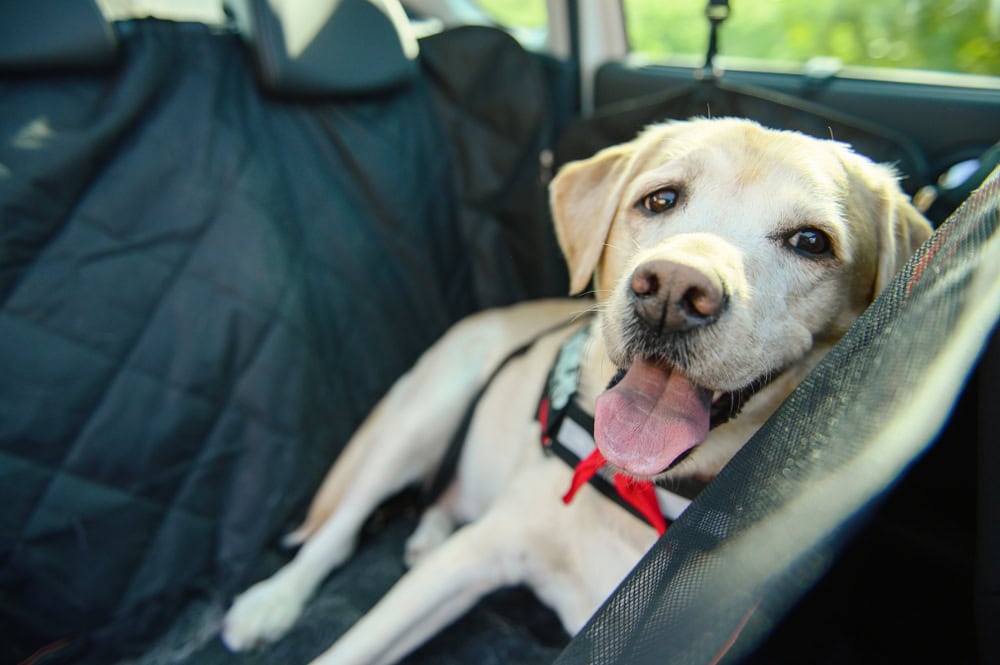 10 Best Dog Car Seat Covers of 2026 - Reviews & Top Picks
