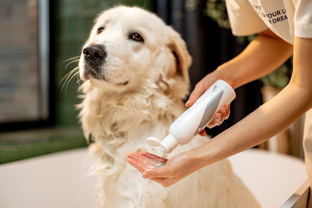 5 Dog Shampoo Alternatives (Vet-Approved Options)