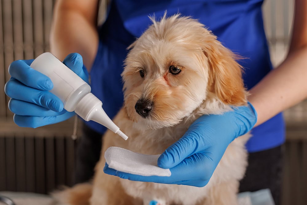 9 Best Dog Ear Cleaning Solutions in 2026 - Reviews & Top Picks