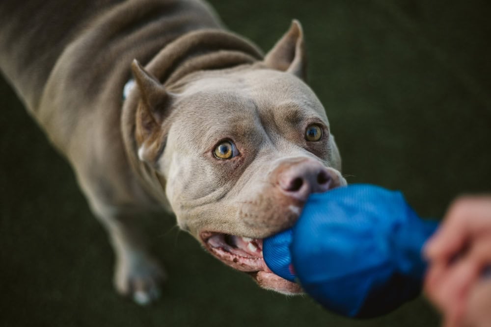 9 Best Dog Toys For Pit Bulls 2026 - Reviews & Top Picks